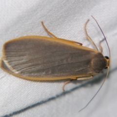 Eilema plana (Little White Lichen Moth) at Sheldon, QLD - 27 Jul 2007 by PJH123