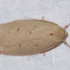 Euchaetis holoclera (A Concealer moth (Wingia Group)) at Sheldon, QLD - 27 Jul 2007 by PJH123