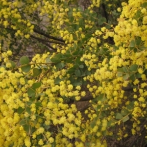 Acacia pravissima at Latham, ACT - 27 Aug 2023 02:40 PM