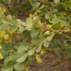 Acacia pravissima at Latham, ACT - 27 Aug 2023