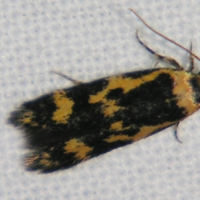 Diaphanta chryseres (Black and Yellow Barea) at Sheldon, QLD - 27 Jul 2007 by PJH123