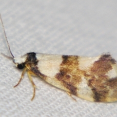 Philenora aspectalella (Little Mask Philenora) at Sheldon, QLD - 27 Jul 2007 by PJH123