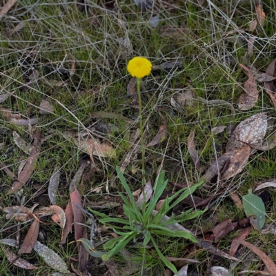 Craspedia variabilis (Common Billy Buttons) at Higgins, ACT - 28 Aug 2023 by Untidy