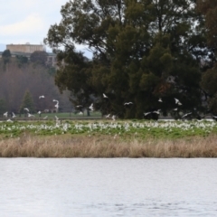 Chroicocephalus novaehollandiae (Silver Gull) at Acton, ACT - 28 Aug 2023 by RodDeb