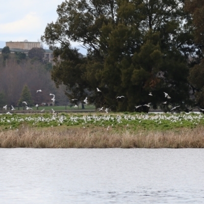 Chroicocephalus novaehollandiae (Silver Gull) at Acton, ACT - 28 Aug 2023 by RodDeb