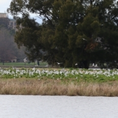 Chroicocephalus novaehollandiae at Acton, ACT - 28 Aug 2023