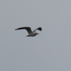 Chroicocephalus novaehollandiae at Acton, ACT - 28 Aug 2023