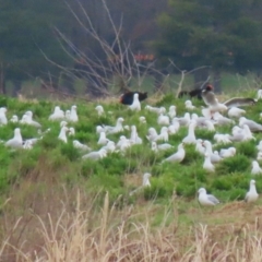 Chroicocephalus novaehollandiae at Acton, ACT - 28 Aug 2023