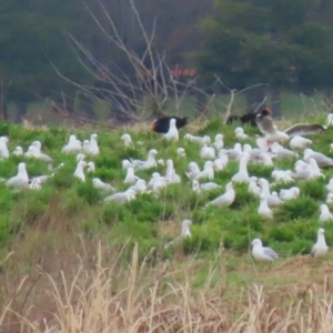 Chroicocephalus novaehollandiae at Acton, ACT - 28 Aug 2023