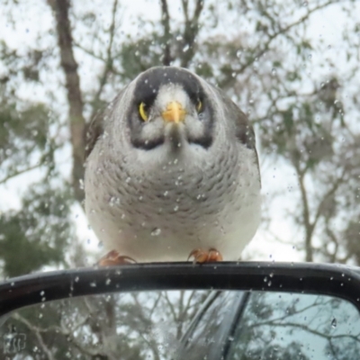 Manorina melanocephala (Noisy Miner) at Acton, ACT - 28 Aug 2023 by RodDeb