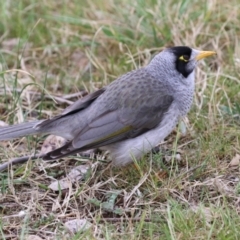 Manorina melanocephala at Acton, ACT - 28 Aug 2023