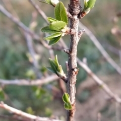 Pyrus sp. (An Ornamental Pear) at Wanniassa Hill - 26 Aug 2023 by KumikoCallaway