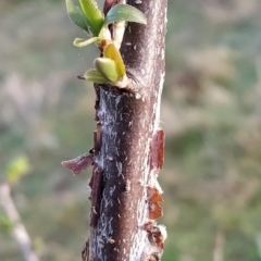 Pyrus sp. at Fadden, ACT - 27 Aug 2023