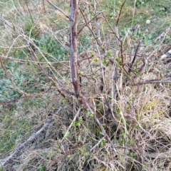 Pyrus sp. at Fadden, ACT - 27 Aug 2023