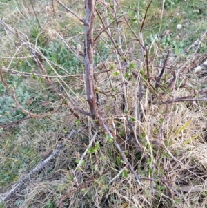 Pyrus sp. at Fadden, ACT - 27 Aug 2023