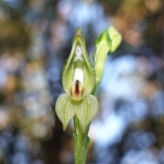 Pterostylis longifolia (Tall Greenhood) at Callala Beach, NSW - 9 Jun 2023 by RobG1