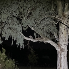 Podargus strigoides (Tawny Frogmouth) at Denman Prospect, ACT - 28 Aug 2023 by JimL