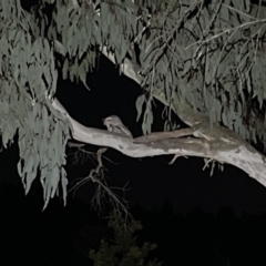 Podargus strigoides at Denman Prospect, ACT - 28 Aug 2023