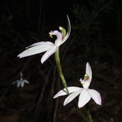 Caladenia picta (Painted Fingers) at Callala Beach, NSW - 9 Jun 2023 by RobG1