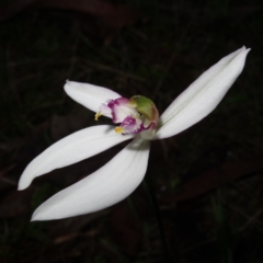 Caladenia picta (Painted Fingers) at Callala Beach, NSW - 9 Jun 2023 by RobG1