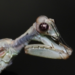 Mantispidae (Family) at Ormiston, QLD - 27 Aug 2023 by TimL