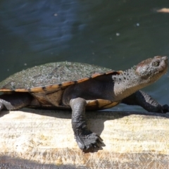 Unidentified Turtle at Ormiston, QLD - 26 Aug 2023 by TimL