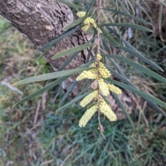 Acacia floribunda (White Sally Wattle, Gossamer Wattle) at Hackett, ACT - 28 Aug 2023 by WalterEgo