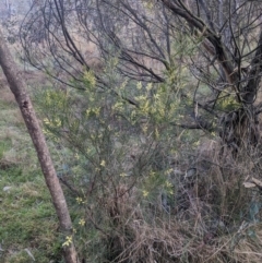 Acacia floribunda at Hackett, ACT - 29 Aug 2023 07:18 AM