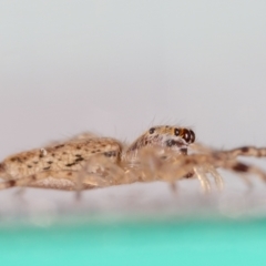 Helpis minitabunda (Threatening jumping spider) at Jerrabomberra, NSW - 28 Aug 2023 by MarkT