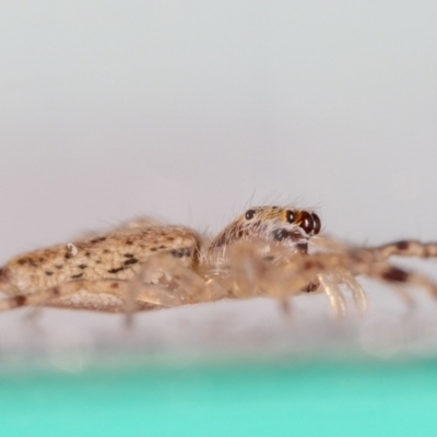 Helpis minitabunda (Threatening jumping spider) at Jerrabomberra, NSW - 28 Aug 2023 by MarkT