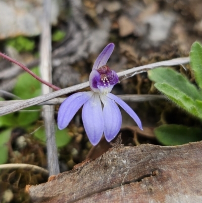 Cyanicula caerulea (Blue Fingers, Blue Fairies) at Carwoola, NSW - 28 Aug 2023 by Csteele4