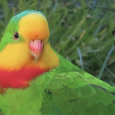 Polytelis swainsonii (Superb Parrot) at Kamay Botany Bay National Park - 28 Aug 2023 by RobParnell