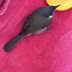 Meliphaga lewinii (Lewin's Honeyeater) at Kangaroo Valley, NSW - 29 Aug 2023 by lbradleyKV