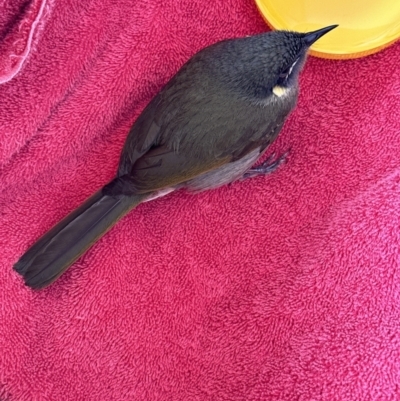 Meliphaga lewinii (Lewin's Honeyeater) at Kangaroo Valley, NSW - 29 Aug 2023 by lbradley