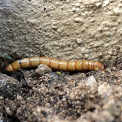 Tenebrionidae (family) at Braddon, ACT - 29 Aug 2023 10:16 AM