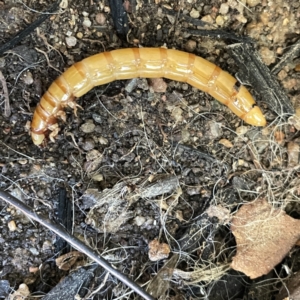 Tenebrionidae (family) at Braddon, ACT - 29 Aug 2023 10:16 AM