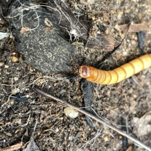 Tenebrionidae (family) at Braddon, ACT - 29 Aug 2023 10:16 AM