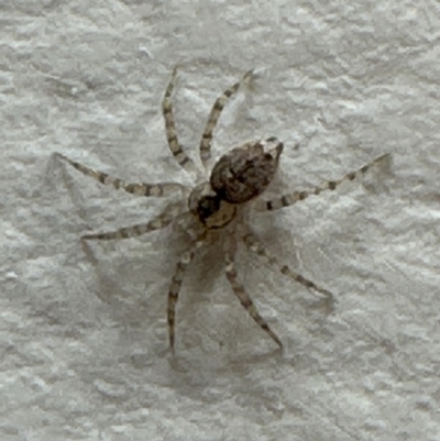 Oecobius navus (Midget house spider) at Kangaroo Valley, NSW - 29 Aug 2023 by lbradleyKV