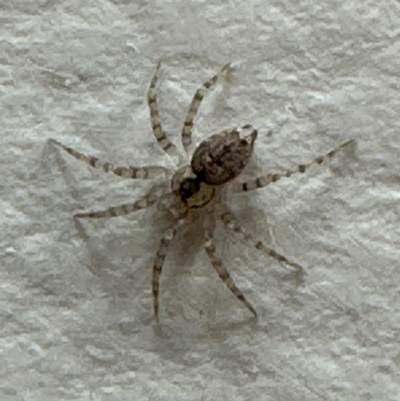 Oecobius sp. (genus) (Wall spider) at Kangaroo Valley, NSW - 29 Aug 2023 by lbradley