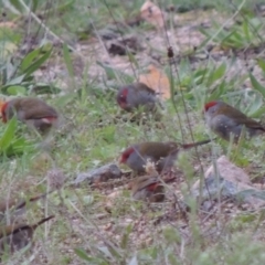 Neochmia temporalis (Red-browed Finch) at Conder, ACT - 7 Apr 2014 by MichaelBedingfield