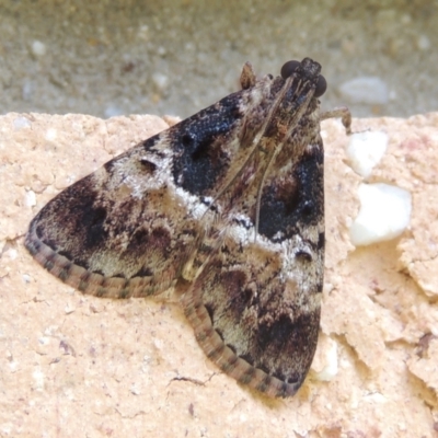 Orthaga thyrisalis (Teatree Web Moth) at Pollinator-friendly garden Conder - 2 Mar 2023 by michaelb