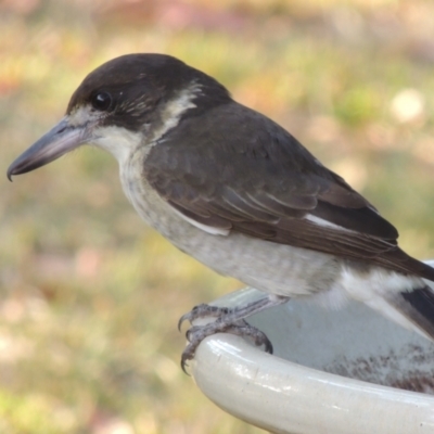 Cracticus torquatus (Grey Butcherbird) at Conder, ACT - 15 Mar 2023 by MichaelBedingfield