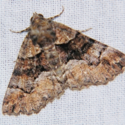 Gastrina cristaria (Wave-lined Geometrid) at Sheldon, QLD - 28 Jul 2007 by PJH123