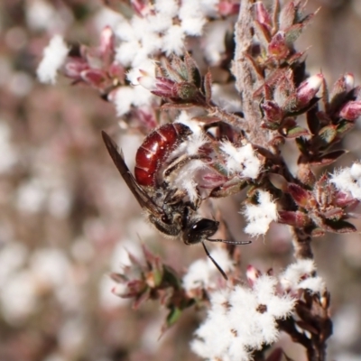 Lasioglossum (Parasphecodes) sp. (genus & subgenus) (Halictid bee) at Belconnen, ACT - 24 Aug 2023 by CathB