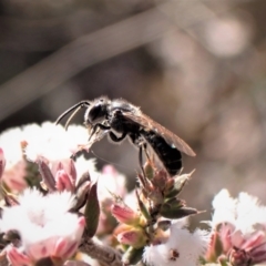 Lasioglossum (Chilalictus) sp. (genus & subgenus) at Belconnen, ACT - 24 Aug 2023