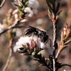 Lasioglossum (Chilalictus) sp. (genus & subgenus) at Belconnen, ACT - 24 Aug 2023