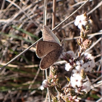 Erina acasta (Blotched Dusky-blue) at Belconnen, ACT - 24 Aug 2023 by CathB