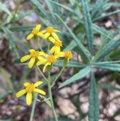 Senecio linearifolius var. arachnoideus (Cobweb Fireweed Groundsel) at Bungonia, NSW - 6 Aug 2023 by NedJohnston