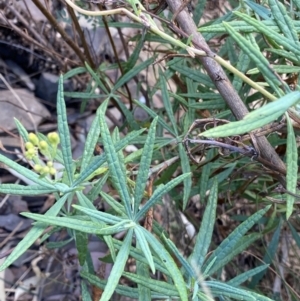 Senecio linearifolius var. arachnoideus at Bungonia, NSW - 6 Aug 2023 09:53 AM