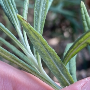 Senecio linearifolius var. arachnoideus at Bungonia, NSW - 6 Aug 2023 09:53 AM